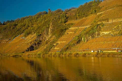 Vineyards near Puenderich, Moselle valley, Cochem-Zell district, Rhineland-Palatinate, Germany,
