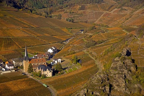 Vineyards in autumn, Mayschoß, Ahr valley, red wine of the Pinot Noir and Portugieser grape is