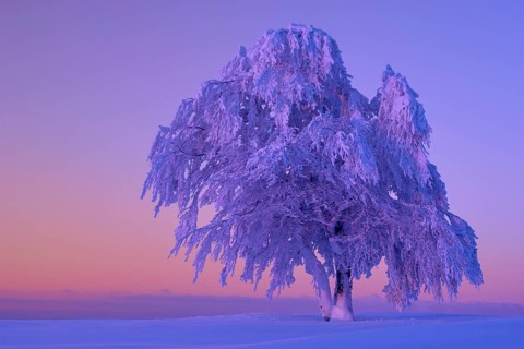 A lone tree, beech tree in the snow at sunrise with purple sky in a winter landscape, Schauinsland,