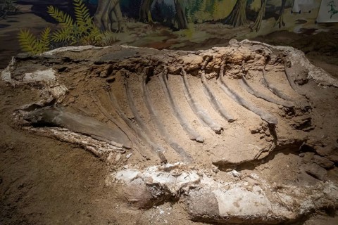 Vernal, Utah, The Utah Field House of Natural History State Park Museum displays dinosaur models,