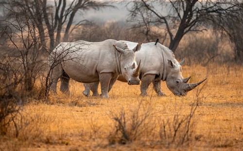 Southern white rhinoceros (Ceratotherium simum simum), two rhinos in the evening light, Khama Rhino