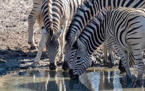 Plains zebra (Equus quagga), zebras drinking at the waterhole, Khama Rhino Sanctuary, Serowe,
