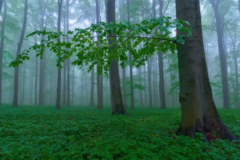 Forest floor with trees in the misty background, Hainich National Park, Thuringia, Germany, Europe