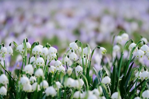 Beautiful spring snowflake (Leucojum vernum), early March, Germany, Europe