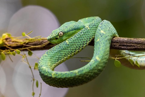 Bothriechis lateralis (Bothriechis lateralis), sitting on a branch, Heredia province, Costa Rica,
