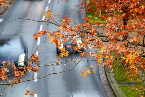 Autumn, road traffic, inner-city, trees in autumnal colours line a 4-lane road, symbolic image,