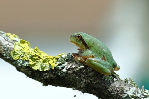 European tree frog (Hyla arborea) sitting on a lichen-covered branch in its natural environment,