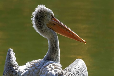 Pelican (Pelecanidae, Pelecanus), captive, Germany, Europe