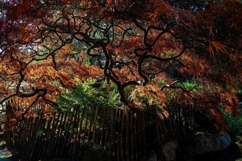 Fan maple (Acer palmatum), picket fence, autumn colours, backlight, Japanese Garden, Zoological