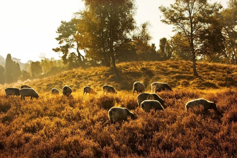 Sheep in the Westruper Heide in autumn, Haltern am See, Ruhr area, North Rhine-Westphalia, Germany,