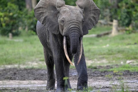 Forest elephant (Loxodonta cyclotis) in the Dzanga Bai forest clearing, Dzanga-Ndoki National Park,