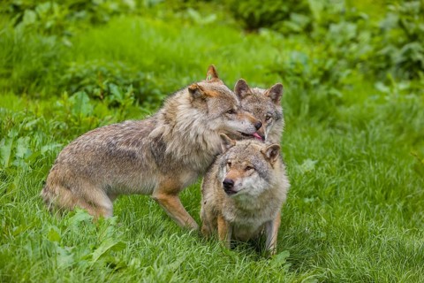 Three adult male eurasian gray wolves (Canis lupus lupus), social behaviour, dominance