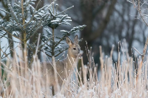 Roe deer between fir trees with hoar frost at minus 15 °C. Feeding on the needles