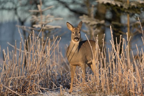 Roe deer standing in hoar frosted dead stinging nettle at minus 15 °C at sunrise. Trees and dead