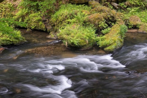 Flowing water with ferns and rocks in the Wild Gorge, river Kamnitz, Hrensko, Ustecky kraj, Czech