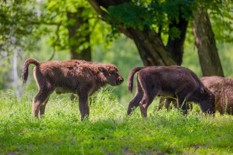 Two European bison calves (Bison bonasus) stand in a forest