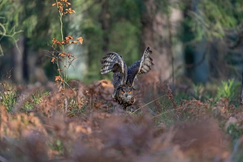 One Eurasian Eagle Owl, Bubo bubo, flying thru a forest with ferns on the ground