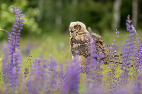 One young Eurasian Eagle Owl, Bubo bubo, sitting on a twig between lupines growing on a meadow
