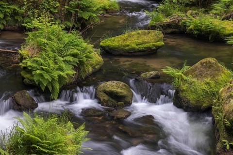 Flowing, silky water with ferns and rocks in the Edmunds Gorge, river Kamnitz, Hrensko, Ustecky