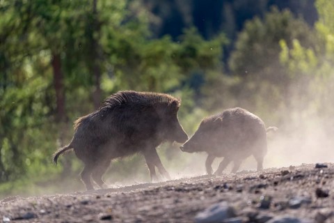 Two wild boar or wild pig (Sus scrofa) fighting on an opening with a green forest in the background