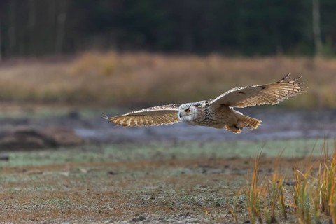 One Siberian Eagle Owl (Bubo bubo sibiricus) flying over tall reed grass lakeshore on an autumnal