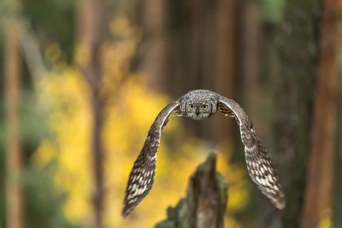 One spotted eagle-owl (Bubo africanus) flying thru a forest. Trees and leaves in the background