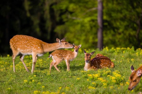One female Manchurian sika deer or Dybowski's sika deer (Cervus nippon mantchuricus or Cervus