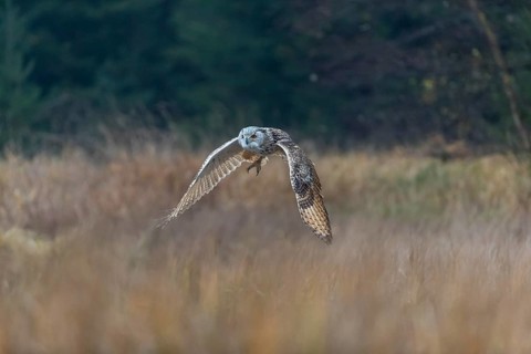 One Siberian Eagle Owl (Bubo bubo sibiricus) flying over tall reed grass lakeshore on an autumnal