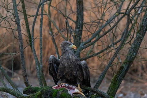 One white-tailed eagle (Haliaeetus albicilla) sitting on a small hammock feeding on a common carp.