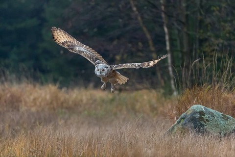 One Siberian Eagle Owl (Bubo bubo sibiricus) flying over tall reed grass lakeshore on an autumnal