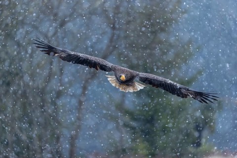 One young Steller's sea eagle (Haliaeetus pelagicus) flying over a lake while snow is falling. A