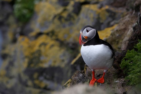 Atlantic Puffin, Common Puffin. Fratercula arctica, at the cliffs of Latrabjarg, Iceland, Europe