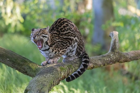 One Ozelot, Leopardus pardalis, resting on a fallen tree with green vegetation in the background