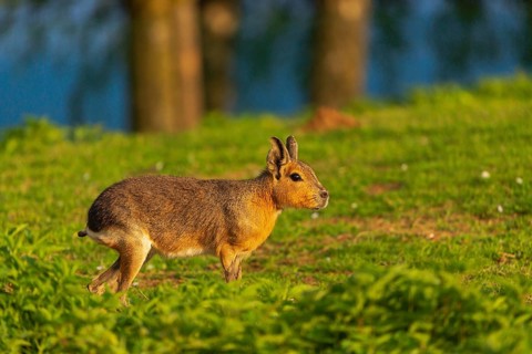 One Patagonian mara (Dolichotis patagonum) stands on a meadow in early morning light