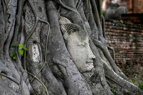 Sandstone Buddha head at the foot of a Bodhi tree in Wat Mahathat, Temple of the Great and Holy