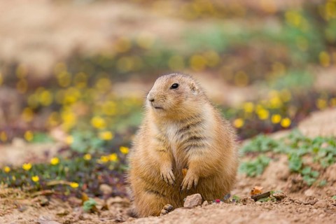 A black-tailed prairie dog (Cynomys ludovicianus) sits on sandy ground, observing the surrounding.