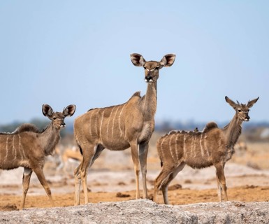 Greater kudu (Tragelaphus strepsiceros), adult female and two juvenile males, Nxai Pan National
