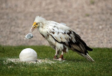 Egyptian Vulture (Neophron percnopterus) drops a stone onto the hard shell of an ostrich egg, La