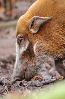 A pig in profile on the forest floor, surrounded by autumn leaves, brush-eared pig (Potamochoerus