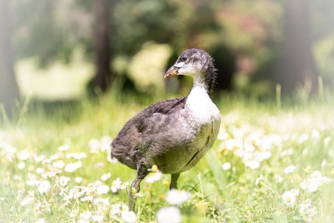 Eurasian Coot chicks (Fulica atra) standing in a meadow, profile view, looking to the left,