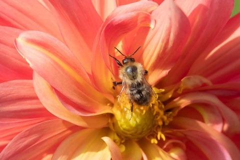 Common carder bee (Bombus pascuorum) adult insect feeding on a Dahlia flower in an urban garden in