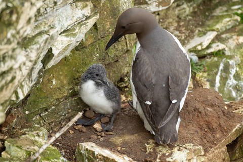 Guillemot or Common murre (Uria aalge) adult sea bird and juvenile baby chick on a coastal cliff,