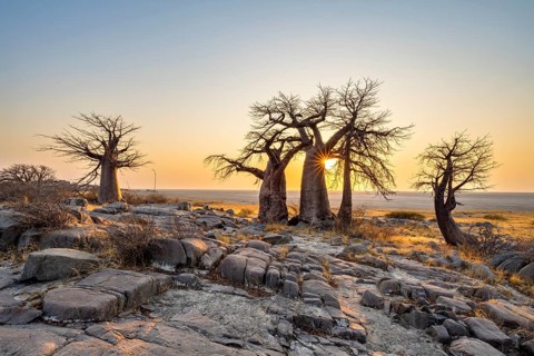 African baobab (Adansonia digitata), several trees at sunrise, sun star, Kubu Island (Lekubu), Sowa
