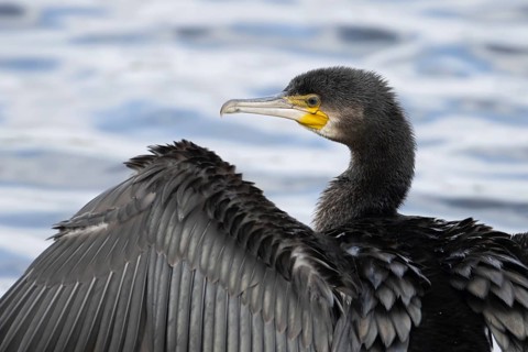 Great cormorant (Phalacrocorax carbo) adult bird drying its wings on a lake, England, United