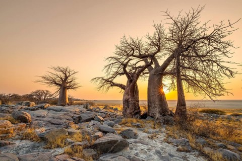 African baobab (Adansonia digitata), several trees at sunrise, sun star, Kubu Island (Lekubu), Sowa