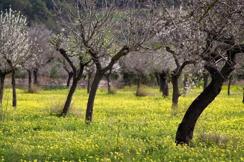 Almond blossom, almond trees, plantation, Bermuda buttercup (Oxalis pes-caprae), also known as low