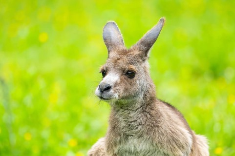 Eastern grey kangaroo (Macropus giganteus) on a meadow, Bavaria, Germany, Europe