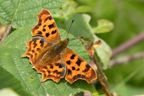 Comma butterfly (Polygonia c-album) adult insect resting on a Bramble plant leaf in the summer,