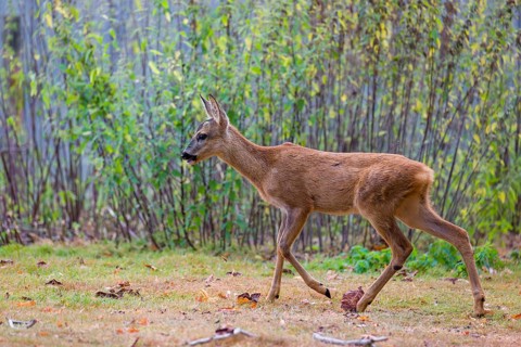 A female roe deer (Capreolus capreolus), runs through a nettle thicket