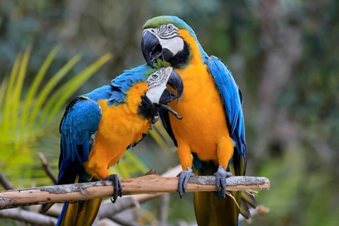 Yellow-breasted Macaw (Ara ararauna), adult, perch, pair, social behaviour, plumage care, South